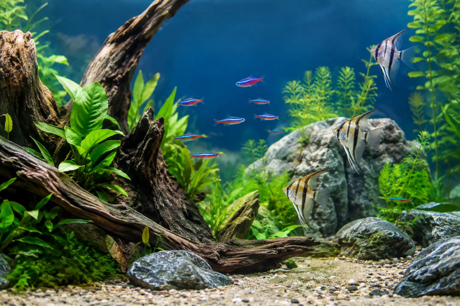 12 3D Aquarium Background Ideas That Look Natural