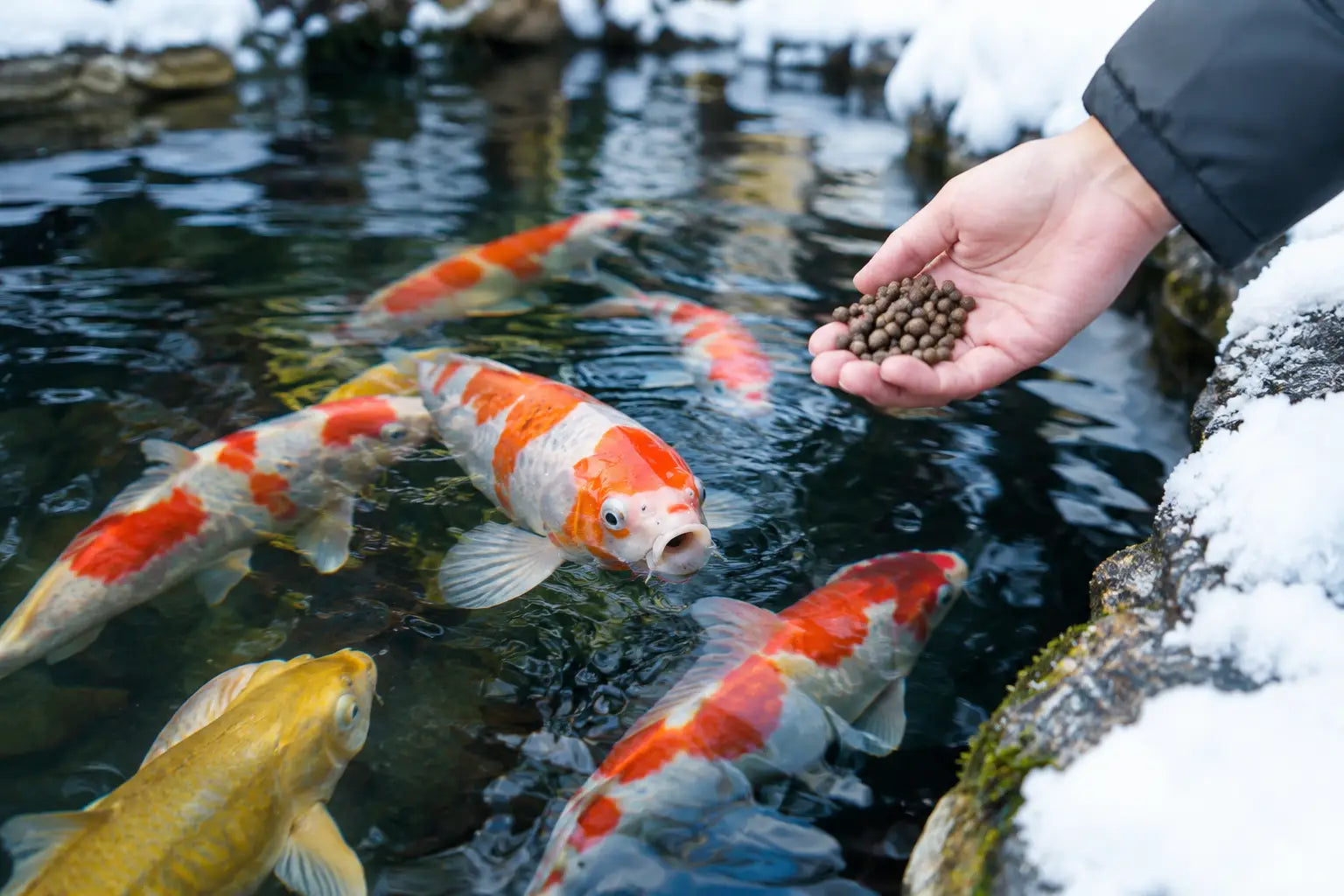 How to Feed Koi in Winter: Temperature Rules